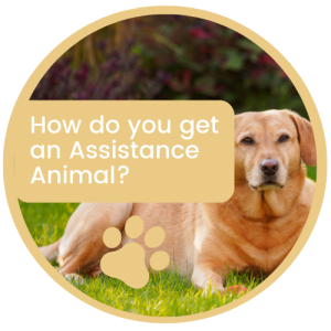 How do you get an Assistance Animal?